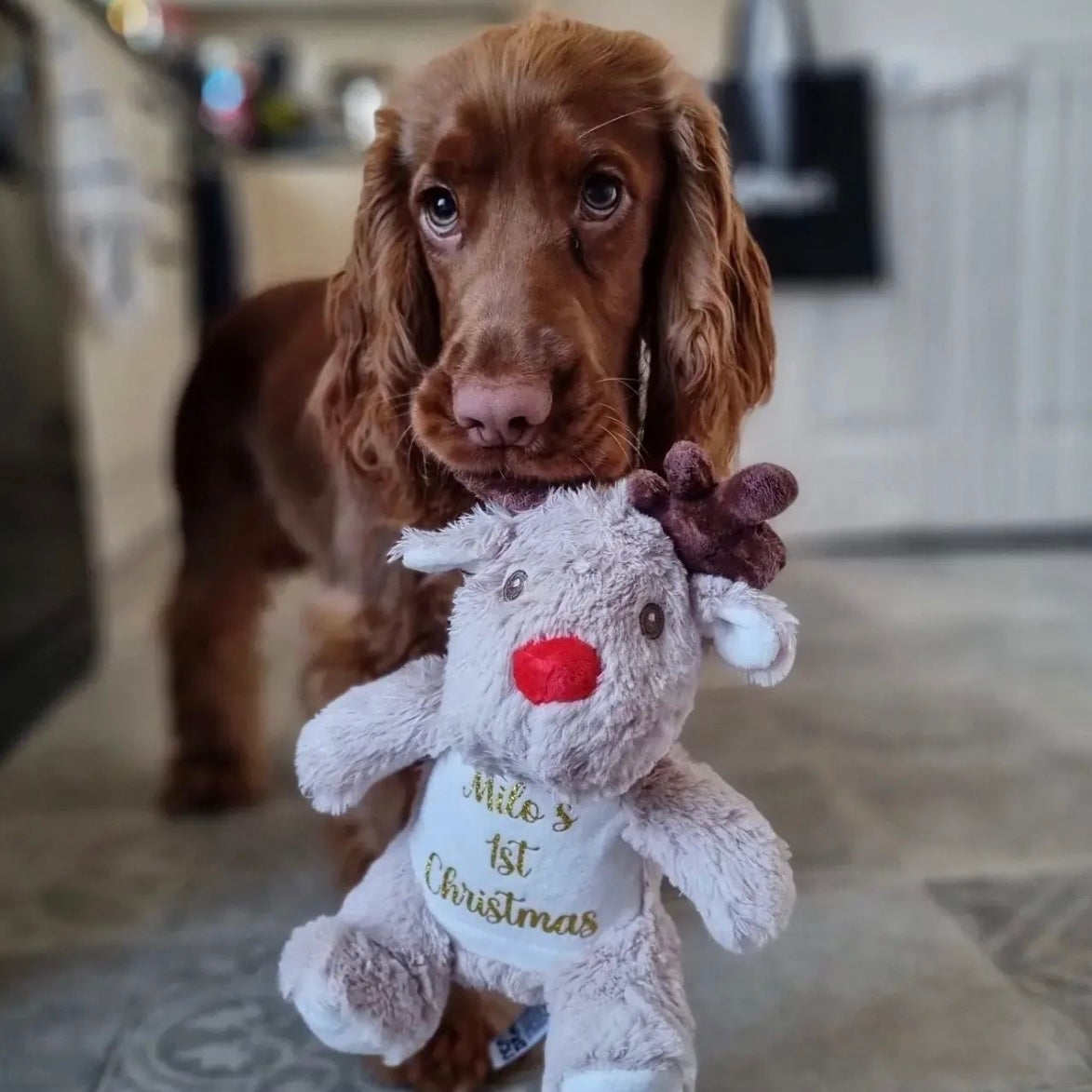 CHRISTMAS REINDEER TEDDY