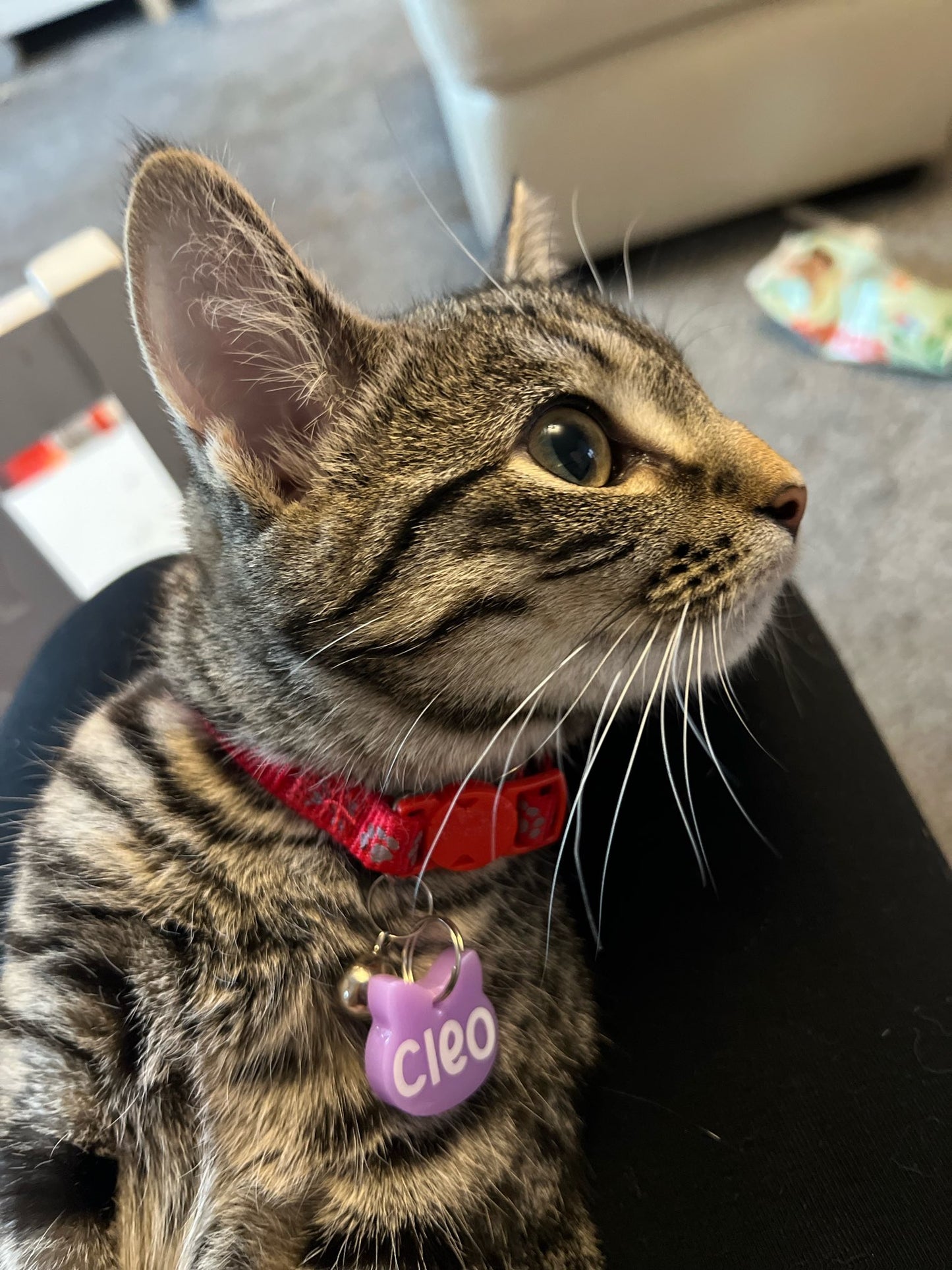 CAT ID TAG